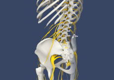 Lumbar Sympathetic Block