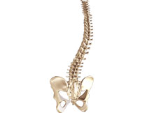 Spine Deformities